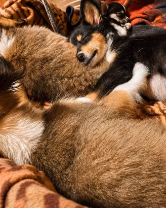 pastore scozzese collie 