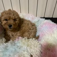 Cuccioli di barbone nano con pedigree ENCI