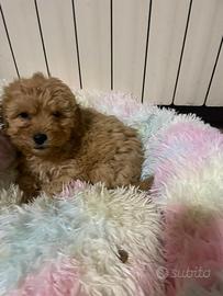 Cuccioli di barbone nano con pedigree ENCI