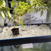 Pesci di varie specie