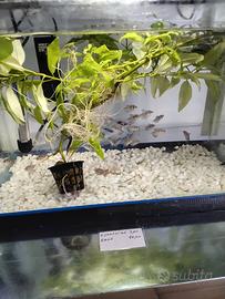 Pesci di varie specie