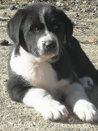 Cuccioli Pastori Asia Centrale