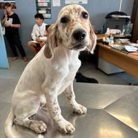 Cucciolo di setter inglese