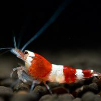Gamberi e gamberetti ornamentali per acquario