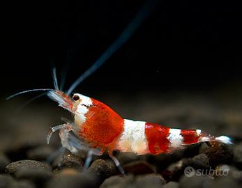 Gamberi e gamberetti ornamentali per acquario
