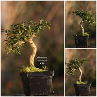 Prebonsai in varietà