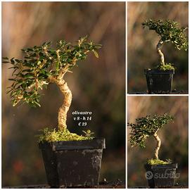 Prebonsai in varietà