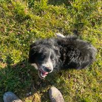 Adozione cane meticcio