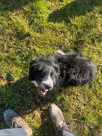 Adozione cane meticcio