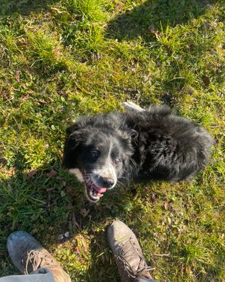 Adozione cane meticcio