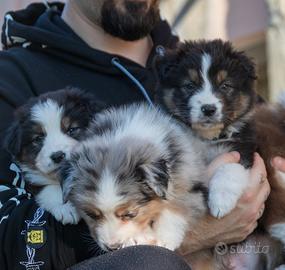 Cucciolo di Pastore Australiano