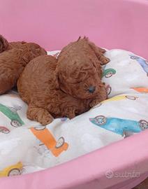 Barboncini mini toy Red