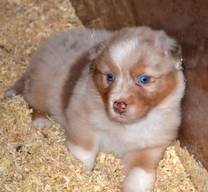 Australian Shepherd/ Pastore Australiano PEDIGREE