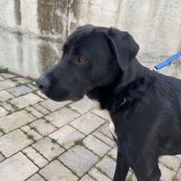 Incrocio Labrador Adozione U R G E N T E