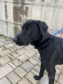 Incrocio Labrador Adozione U R G E N T E