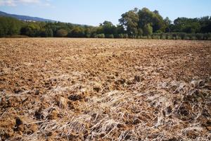 Terreno agricolo Sessa Aurunca 