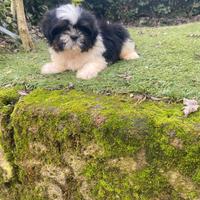 Shih Tzu maschio cucciolo