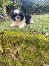 Shih Tzu maschio cucciolo
