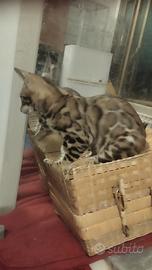 Analergico Bengal