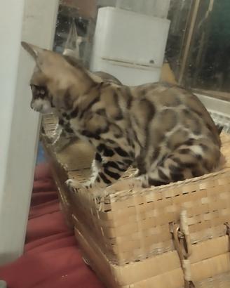 Analergico Bengal