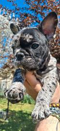 Bulldog Bouledogue Francese