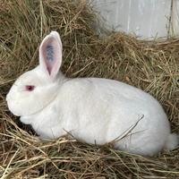 Conigli nuova zelanda