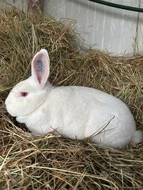 Conigli nuova zelanda