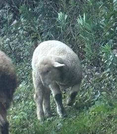 Due pecore e un agnellone