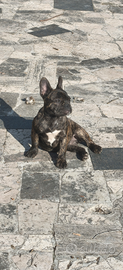 Bulldog francese