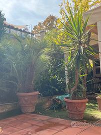 Piante da giardino dimensioni da 150 a 250 cm