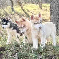 Cuccioli Siberian Husky