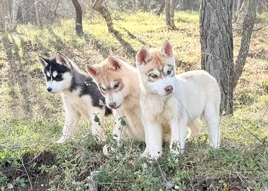 Cuccioli Siberian Husky