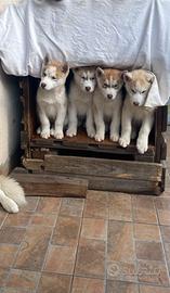 Cuccioli di Siberian Husky