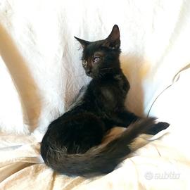 Gattino don sphynx atipico( con difetto)