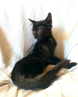 Gattino don sphynx atipico( con difetto)