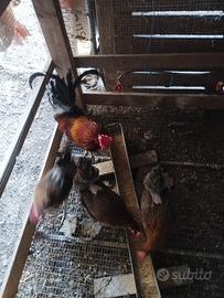 Galline coronate