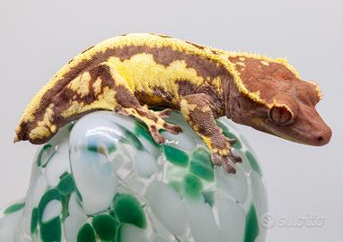Geco ciliatus