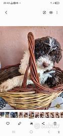 cuccioli di lagotto 