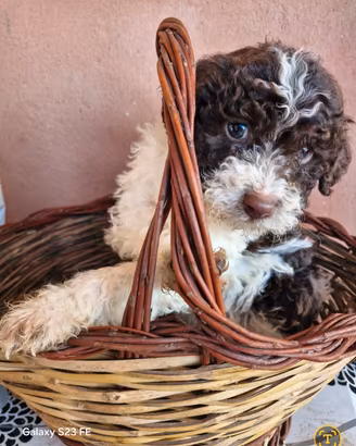 cuccioli di lagotto 