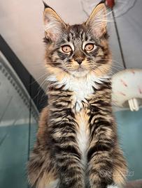 Cuccioli Maine coon