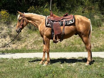 Puledro Quarter Horse 2024