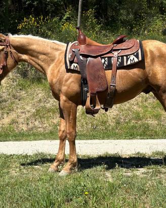 Puledro Quarter Horse 2024