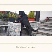 Cane Corso splendido vuole compagna per riproduzio