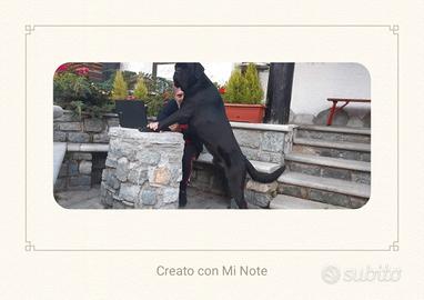 Cane Corso splendido vuole compagna per riproduzio