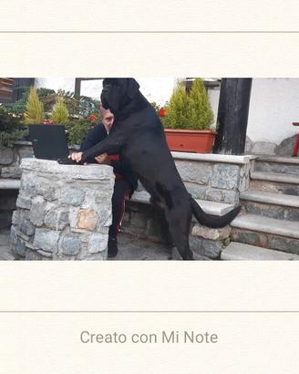 Cane Corso splendido vuole compagna per riproduzio