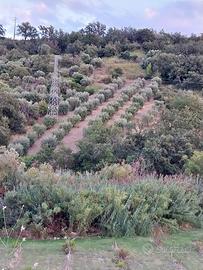 Terreno Sant'Alessio