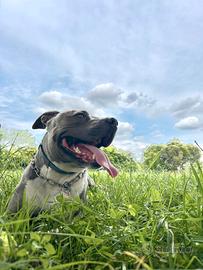 Splendida Amstaff di 3 anni