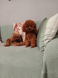 Monta barboncino toy