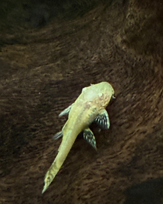 Ancistrus
