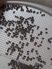 Uova e neanidi di insetto stecco